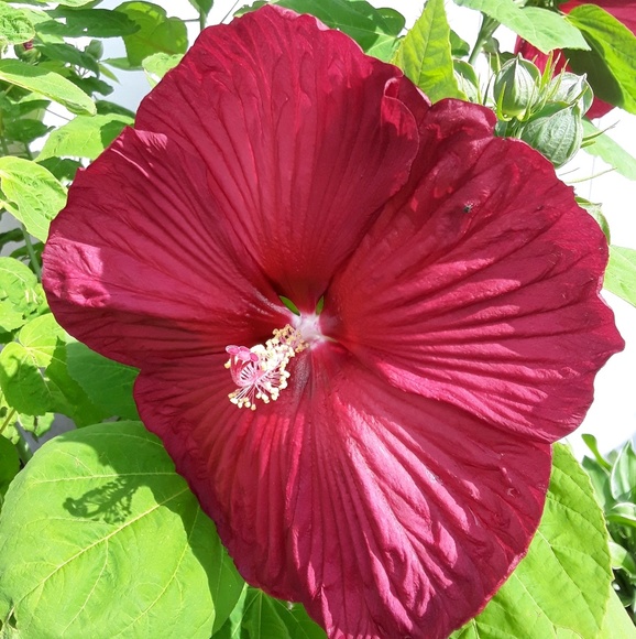 Meet your Posher, Christine - Picture 1 of 1